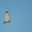 Hibou des marais dans le Marais breton